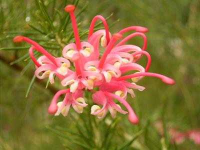 Grevillea Flowers